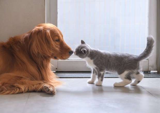Cane o gatto: chi è il miglior amico dell’uomo?