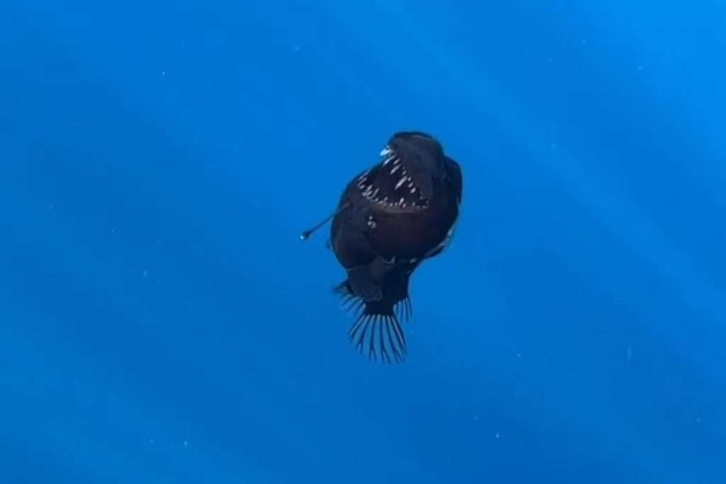 Il diavolo esiste davvero: vive in mare ed è nero