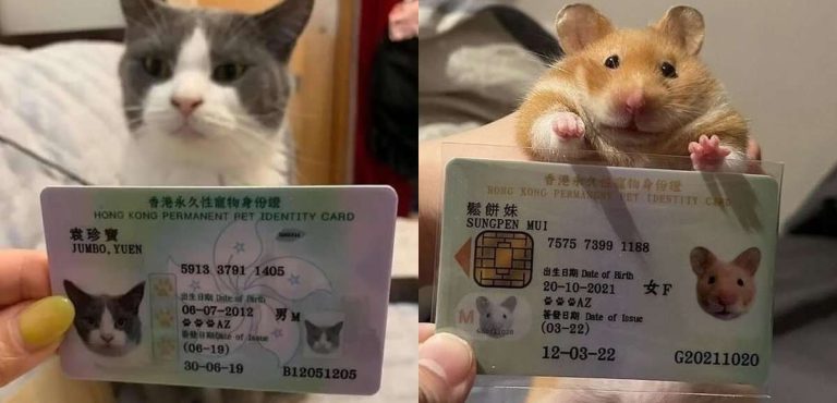 Scopri di più sull'articolo Ad Hong Kong le persone creano documenti per i propri animali