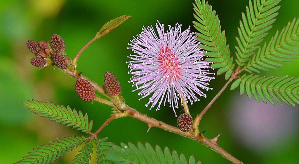 Le piante sentono tutto, anche le carezze: mimosa pudica